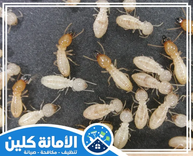 شركة مكافحة النمل الابيض بالدمام