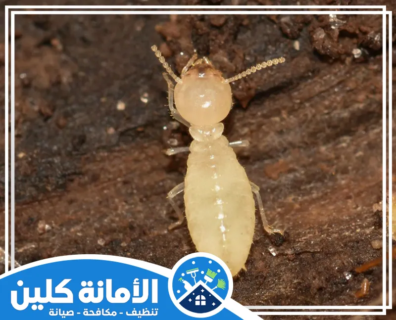 شركة مكافحة النمل الابيض بالبيت بالدمام 0535521559 الامانة كلين شركة متخصصة في مكافحة النمل الأبيض بالدمام داخل المنازل، نوفر الخدمة بأفضل المعدات والأساليب الحديثة لضمان نتائج فعّالة وسريعة.