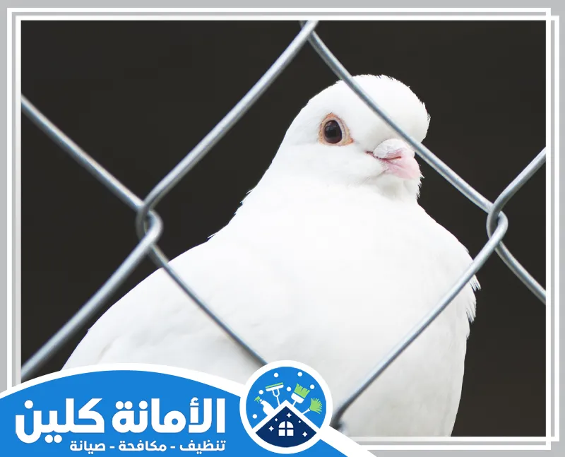 طارد الحمام من المكيفات بالظهران 0535521559 شركة الأمانة كلين تركيب شبك مانع الحمام بالظهران لحماية المنازل والمباني من تواجد الحمام