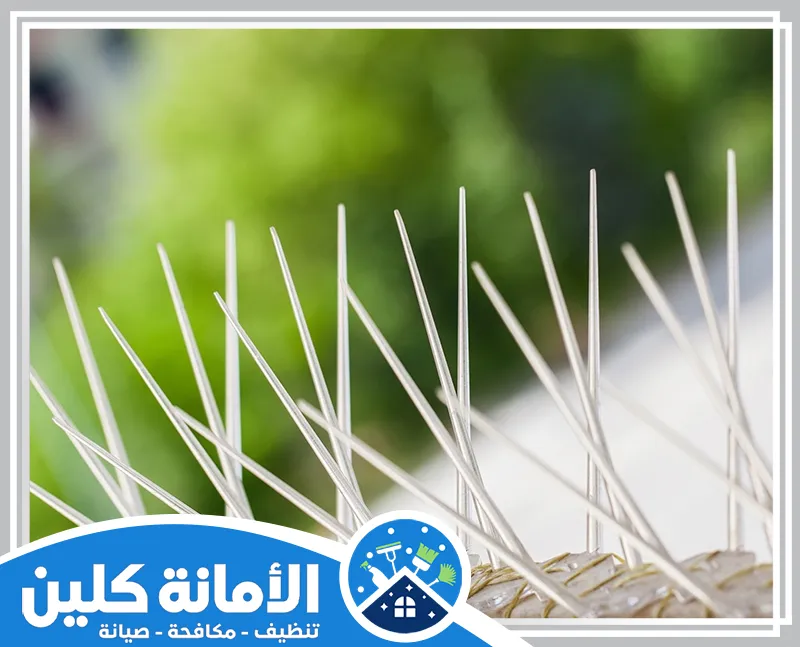 شركة مكافحة حمام بالقطيف 0535521559 شركة الأمانة كلين شركة مكافحة الحمام بالقطيف تقدم خدمات احترافية لإبعاد الحمام