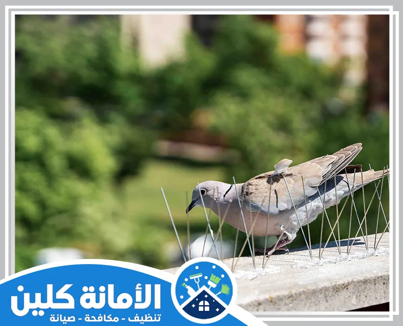 تركيب شبك طارد الحمام بالقطيف 0535521559 شركة الأمانة كلين تركيب شبك طارد الحمام بالقطيف يتم بدقة واحتراف لحماية المباني من تجمع الطيور