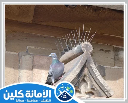 شركة تركيب طارد الحمام بالقطيف