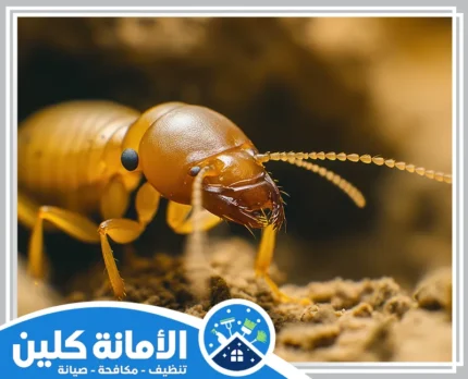 شركة مكافحة النمل الابيض بالخبر