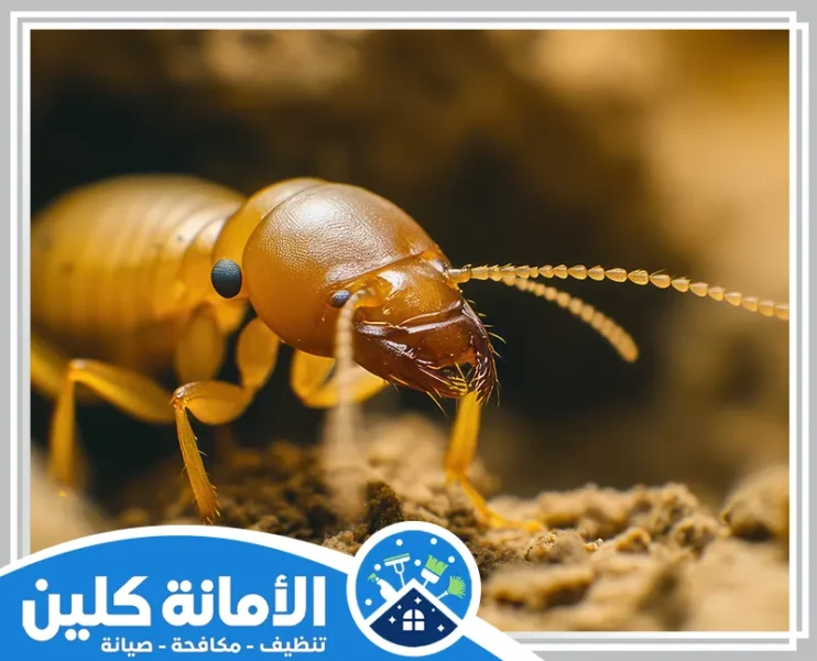 شركة مكافحة النمل الابيض بالخبر