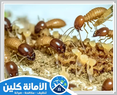 شركة مكافحة النمل الابيض بالبيت بالخبر 0535521559 الامانة كلين مجموعة من النمل الأبيض تتغذى على مادة عضوية، مما يهدد الهياكل والممتلكات.