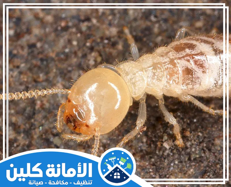 مكافحة النمل الابيض قبل البناء بالدمام 0535521559 الامانة كلين شركة تقدم أفضل خدمات مكافحة النمل الأبيض قبل البناء بالدمام، باستخدام أحدث المبيدات وأفضل المعدات لضمان حماية كاملة.