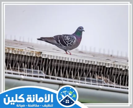 شركة تركيب طارد الحمام بالجبيل