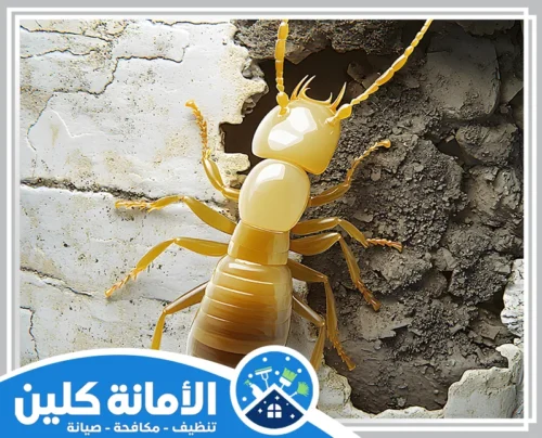 مكافحة النمل البيض في المنزل بالخبر 0535521559 الامانة كلين صورة توضح نملًا أبيضًا يخرج من شقوق الجدران، مما يعكس المخاطر التي قد يتسبب فيها في البناء.