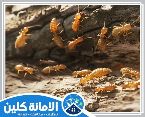 شركة رش النمل الابيض بالخبر 0535521559 الامانة كلين مجموعة من النمل الأبيض التي تهاجم الخشب، مما يبرز أهمية خدمات مكافحة النمل الأبيض لحماية الممتلكات.